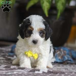 Everest, Mini Bernedoodle Puppy